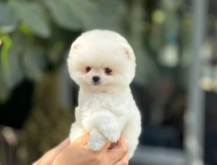 Pomeranian Boo 3 Aylık Bebişlerimiz - 6037