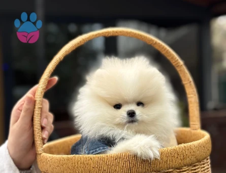 Sevimli Irk Gülen Surat Pomeranian Boo - 6038