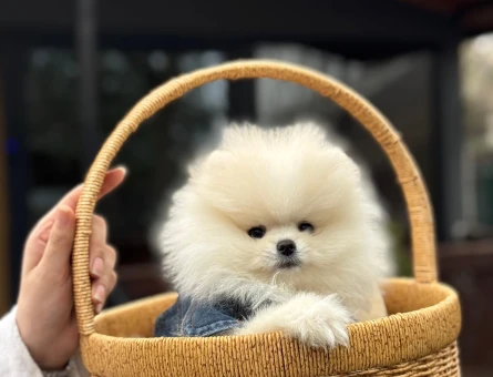 Sevimli Irk Gülen Surat Pomeranian Boo - 6038