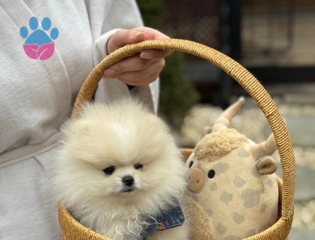 Sevimli Irk Gülen Surat Pomeranian Boo