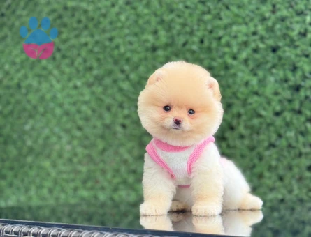 Ayıcık Surat Pomeranianboo