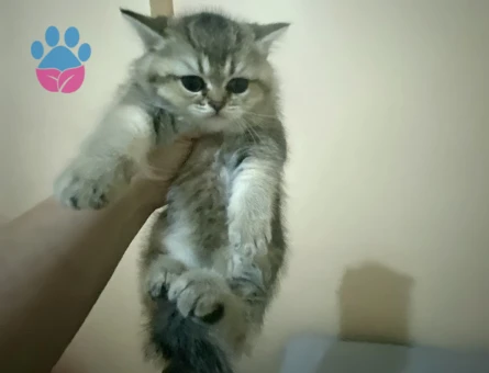 Çok tatlı sıcakkanlı maviş gözlü minnak kız