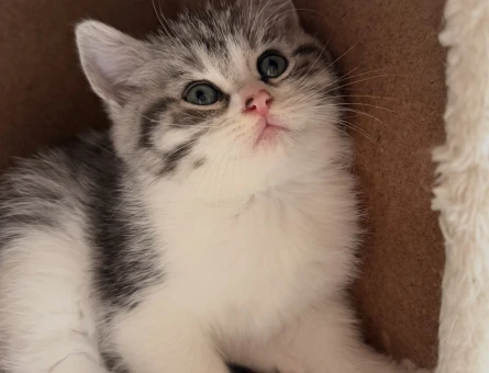 Ücretsiz yavru kedi sahiplendirme