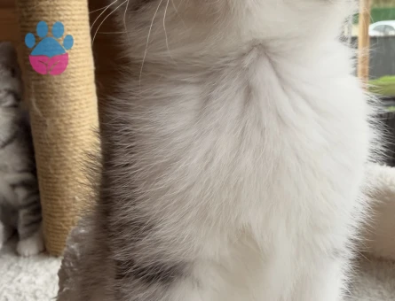 Ücretsiz yavru kedi sahiplendirme