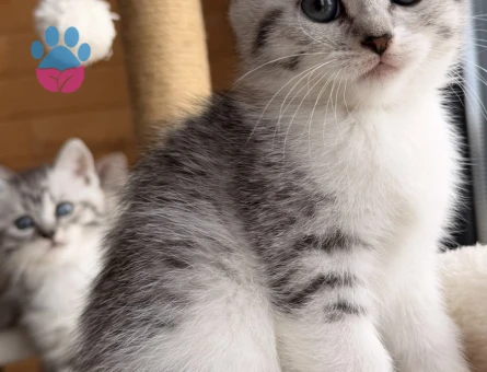 Ücretsiz yavru kedi sahiplendirme