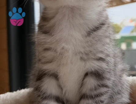 Ücretsiz yavru kedi sahiplendirme