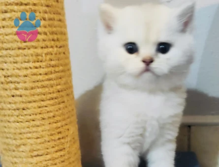 Safkan iran persian ve british shorthair bebekler