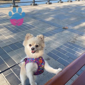 <p>Merhaba, benimde pomeranian Boo cinsi dişi k&ouml;peğim var. K&ouml;peklede ayrılık&nbsp;&nbsp;kaygısı malesef &ccedil;ok yaygın. Aynı sorunu ben de yaşadım.. Bir sorunu k&ouml;pek eğitmeniyle &ccedil;&ouml;zebildik. Eğitmenimizden &ouml;ğrendiklerimi size aktarmaya &ccedil;alışacağım. Evden &ccedil;ıkıcağımız zaman k&ouml;peğimizle hii&ccedil; iletişim kurmadık. Hatta &ccedil;oğu zaman ona g&ouml;r&uuml;nmedek ka&ccedil;tık. Tabii ki dışarı &ccedil;ıkmadan &ouml;nce onun t&uuml;m ihtiya&ccedil;larını gidermeniz gerekiyor. İlk zamanlar &ccedil;ıkmadan &ouml;nce &ouml;d&uuml;l mamasını kong gibi k&ouml;pek oyuncaklarınıni&ccedil;ine saklayarak onu bulması i&ccedil;in zihnini dağıtmasına yardımcı olduk. Bu baya oyaladı bizimkini.Eğer vaktiniz varsa sabahları dışarıda bolca oyun ve y&uuml;r&uuml;y&uuml;ş yapmanız eve geldiğinde kenara &ccedil;ekilip uyumasında &ccedil;ok b&uuml;y&uuml;k etkili oluyor.... Bunların dışında evde sanki birileri varmış gibi his bırakmak i&ccedil;in radyo ya da televizyonu kısık sesle a&ccedil;ık bırakmanızda etkili oluyor.<br />
&nbsp;</p>