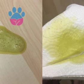 Kedim sarı su kusuyor