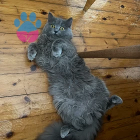 Kedimizi çiftleştirmek istiyoruz