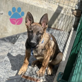 Oğlum saf Belçika kurdu mu?