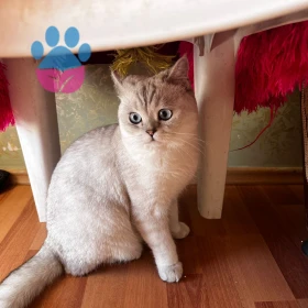 Merhaba, British silver oğlumuza dişi arıyoruz.