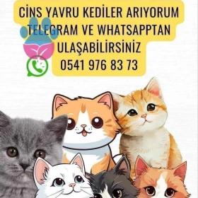 CİNS YAVRU KEDİLER ARIYORUMM
