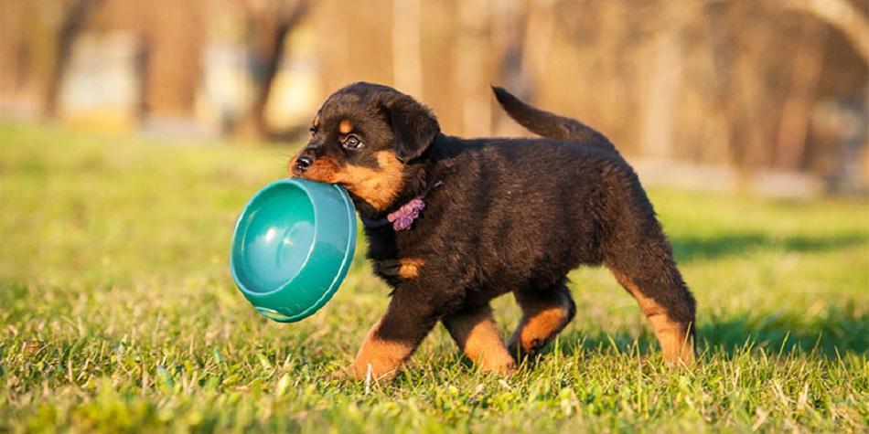 Yavru Köpek Beslenmesi Nasıl Olmalı? 1 Aylık Köpek Ne Yer? Yavru Köpek Beslenmesi Nasıl Olmalı? 1 Aylık Köpek Ne Yer?