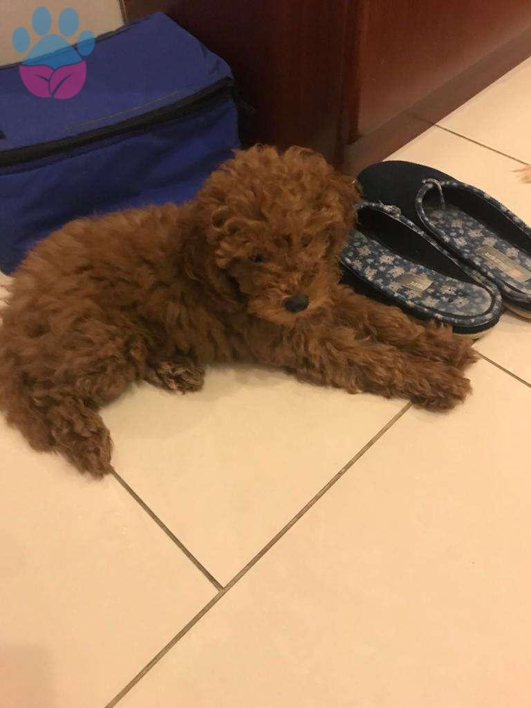 Köpek Sahibi Olmak İsteyenlerin Bilmesi Gereken Temel Şeyler