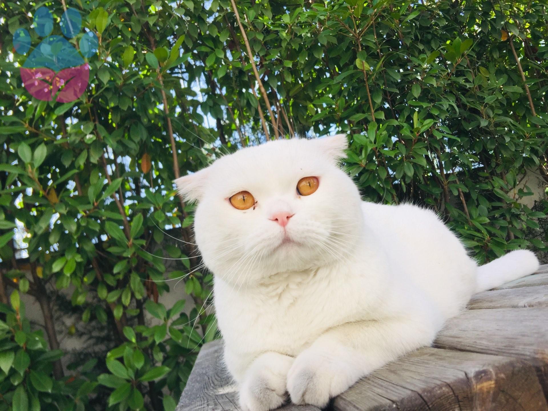Türkiye'de En Çok Beslenen Kedi Irkları Türkiye'de En Çok Beslenen Kedi Irkları