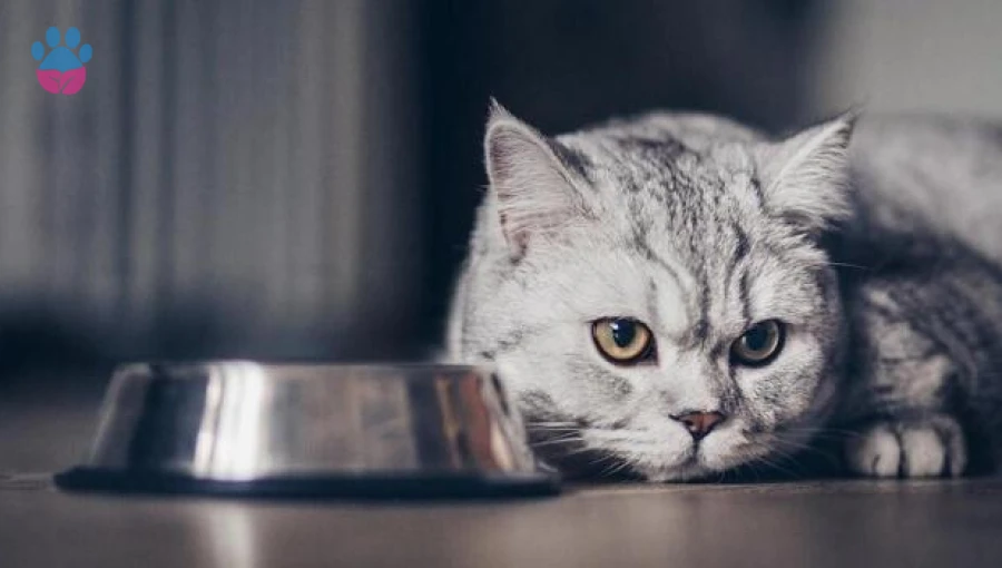 Yavru Kedinin Acıktığını Nasıl Anlama Yolları