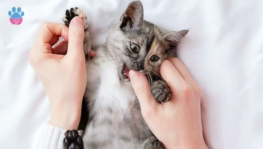 Kediler Neden Isırır?