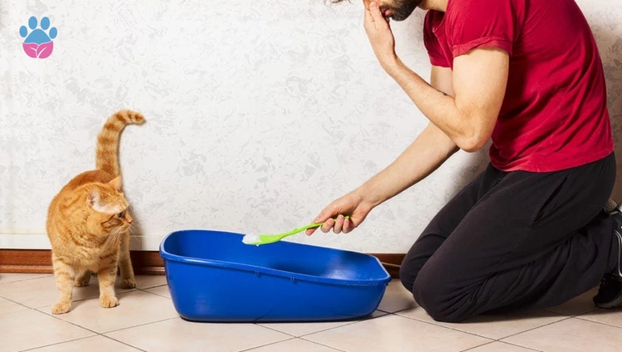 Kedilerde İdrar Kokusu Nasıl Giderilir?