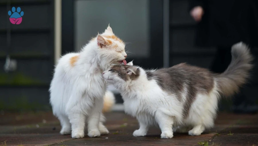 Yeni Kedi Sahiplenme: Kedileri Birbirine Alıştırma Yolları
