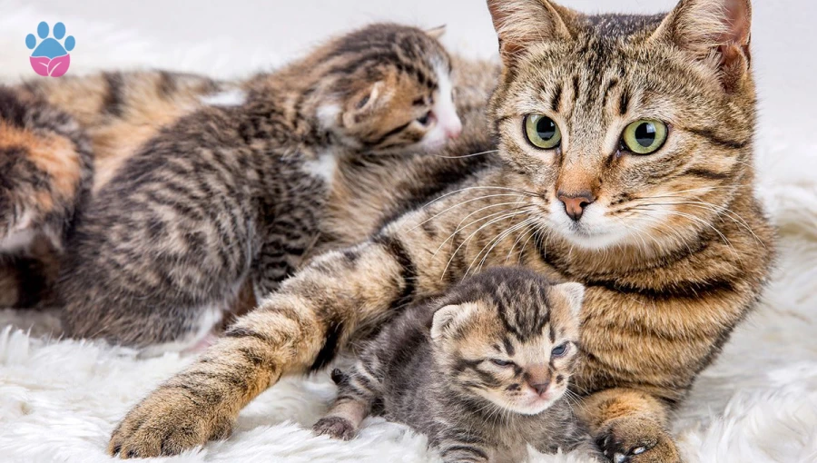 Kedilerin Çiftleşmesi ve Doğum Süreci