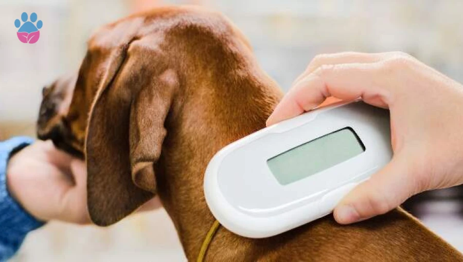 Evcil Hayvanlara Mikroçip Nasıl Takılır? Mikroçip Faydaları