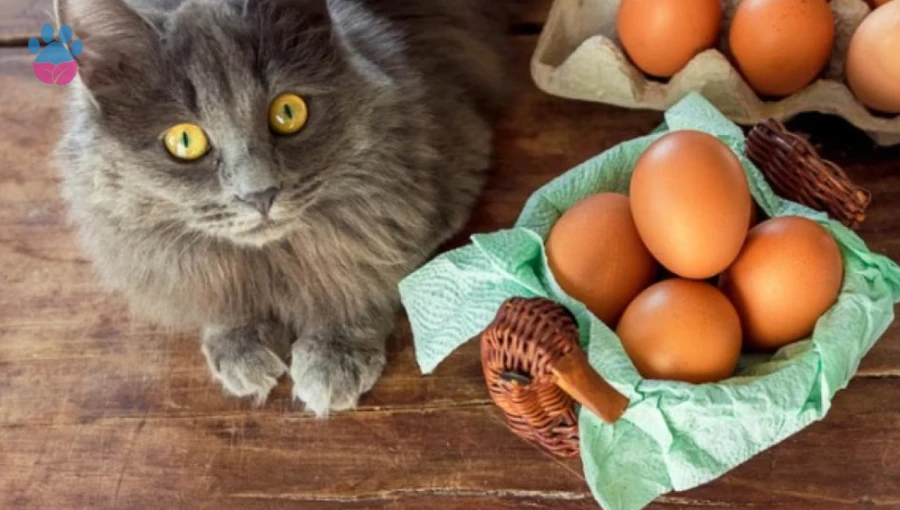 Kediler Yumurta Yer mi: Kedilerde Yumurtanın Faydaları