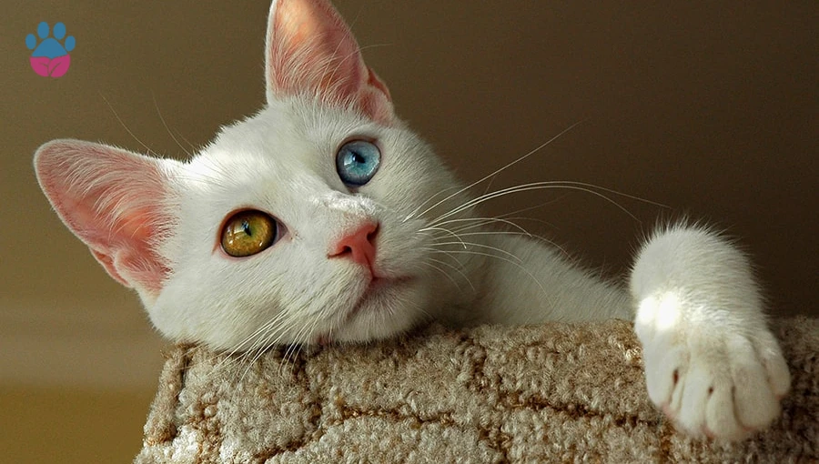 En Agresif Kedi Van Kedisi mi? Dünyanın En Agresif Kedileri