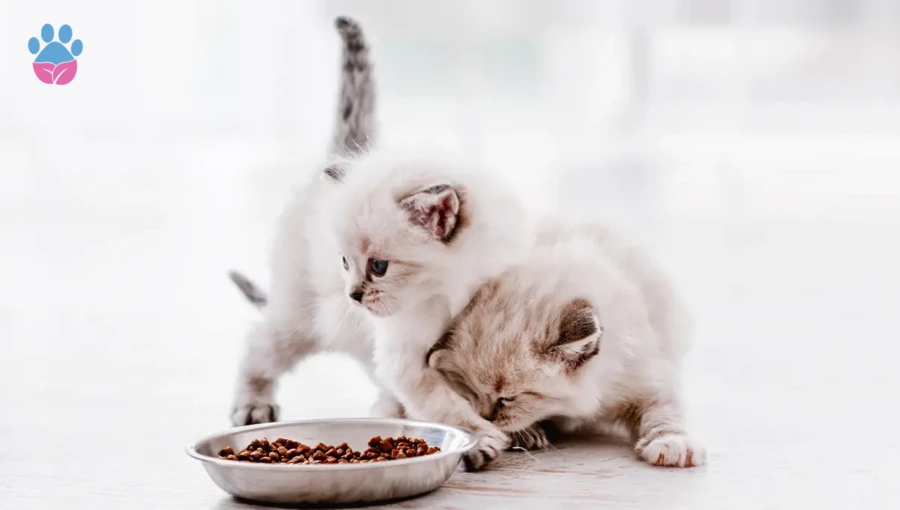 Yavru Kedi Ne Yer? Yavru Kedi Kuru Mama Ne Zaman Yemeli