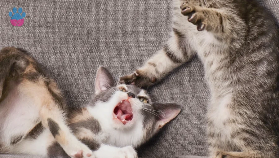 Hırçın Kedi Sakinleştirme Yolları: Kediler Neden Agresif Olur