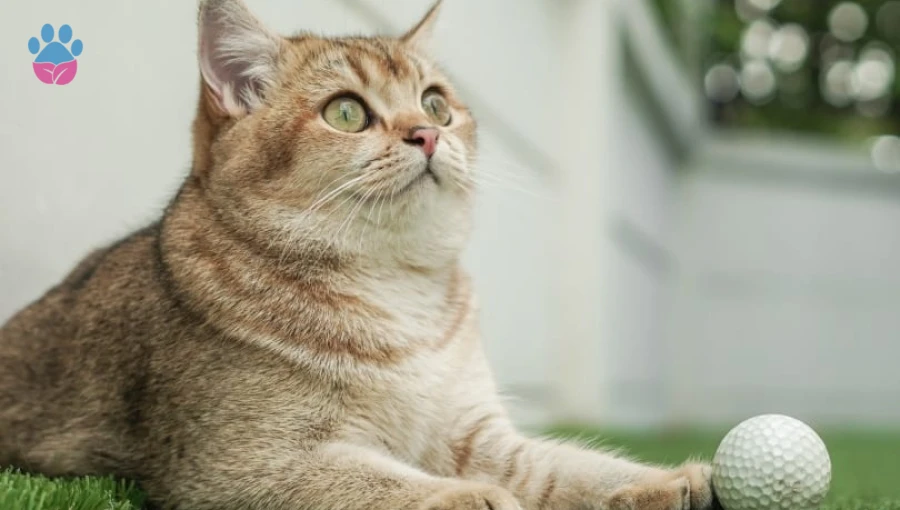 British Shorthair Ömrü: British Shorthair Kaç Yıl Yaşar?