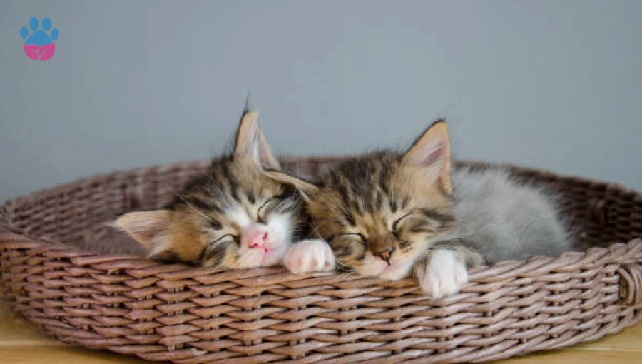 Yavru Kedilerin Annesinden Ayrılma Zamanı