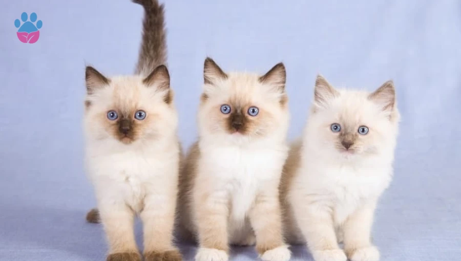 Yavru Kedilerin Gelişimi & 3-6 Aylık Yavru Kedilerde Gelişim