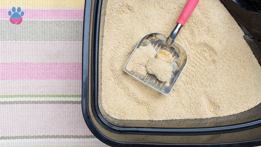 Kedi Tuvaleti Nasıl Temizlenmelidir?