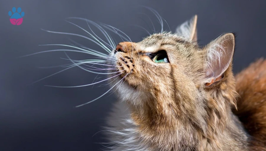 Kedilerin Bıyıkları Özellikleri Nelerdir, Kesilir mi?