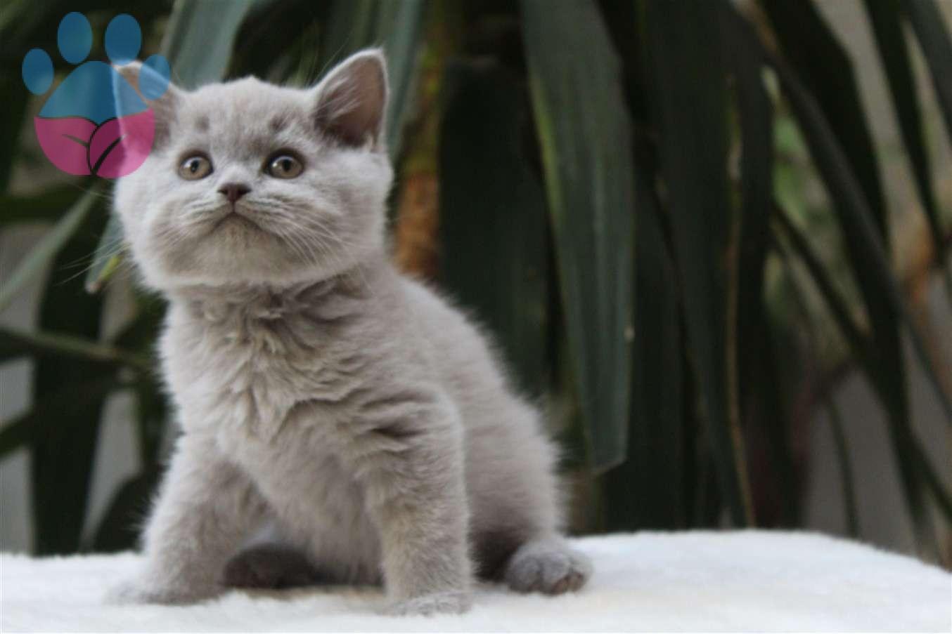 British Shorthair Özellikleri ve Karakteri British Shorthair Özellikleri ve Karakteri