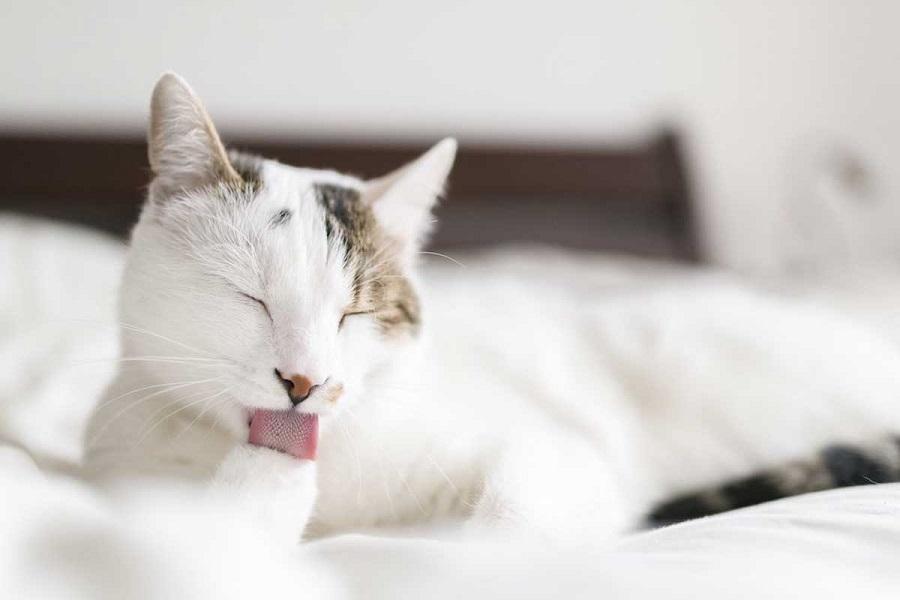 Kedi Kokusu Nasıl Gider?