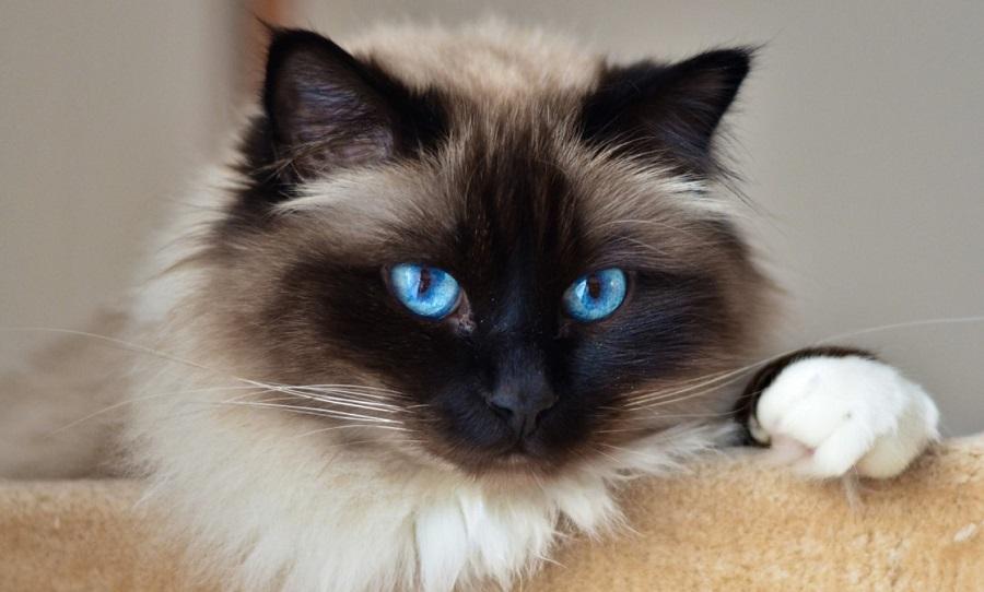 Kedide Karaciğer Yağlanması Tedavisi Nasıldır?