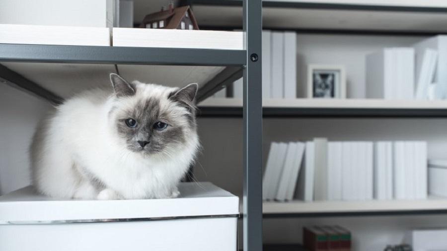 Kediler Depremi Hisseder Mi?