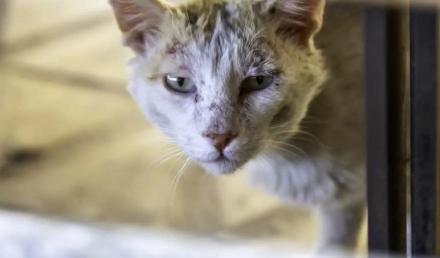 Kedilerde Apse Belirtileri ve Tedavisi Nasıldır?