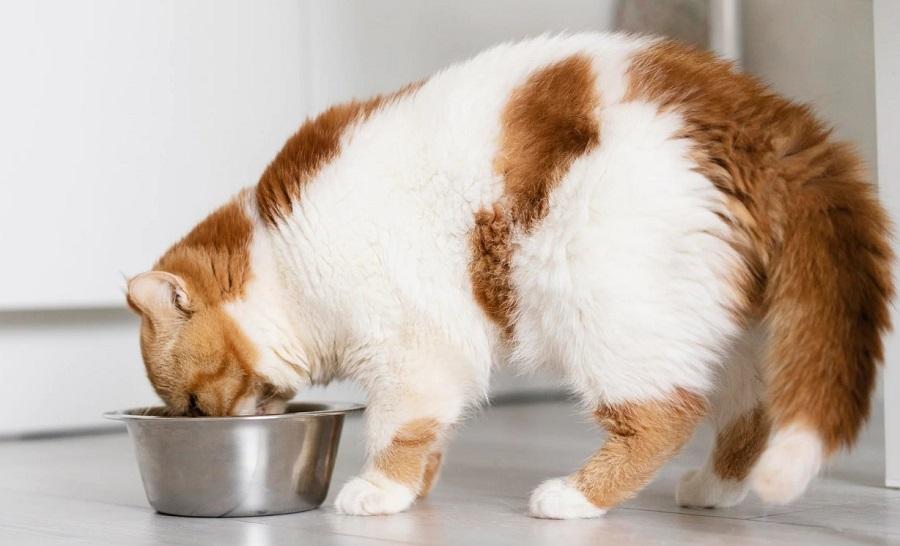 Kedilerde Kalsiyum İhtiyacı Nasıl Karşılanır?