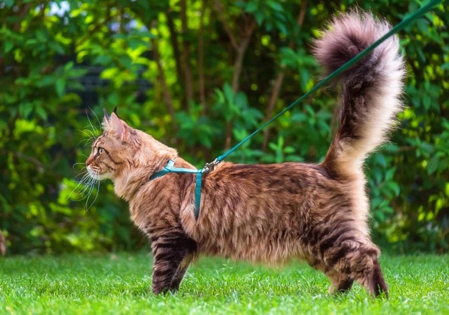 Kedilerde Kızgınlık Dönemi Süresince Ne Yapılmalı?