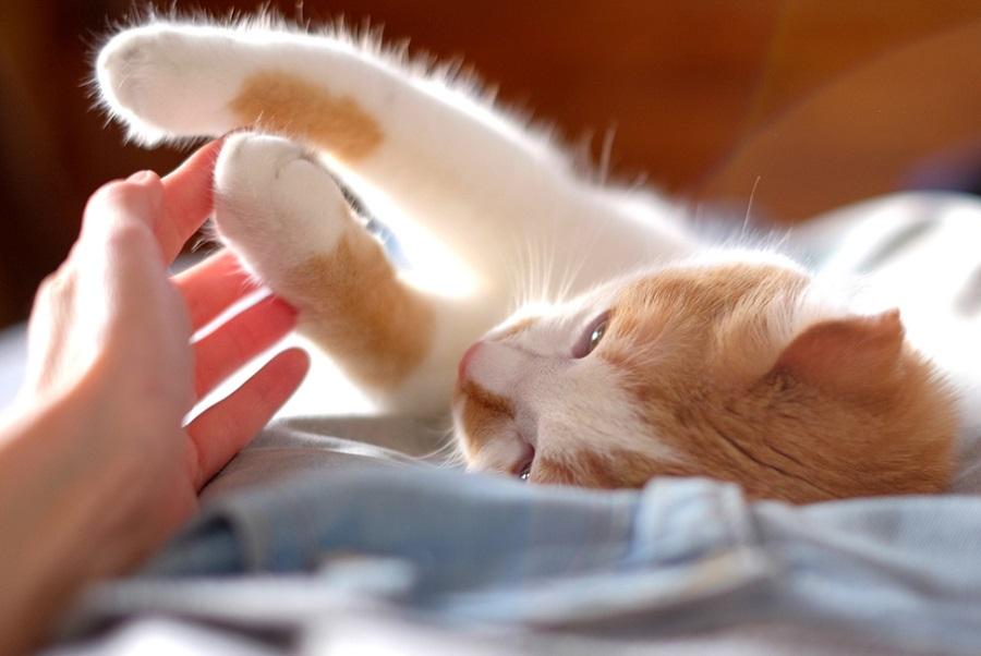 Kedilerde Tüy Dökülmesi Nasıl Önlenir?