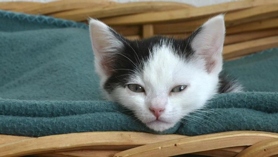 Kedilerde Vestibüler Hastalık Nedenleri Nelerdir?