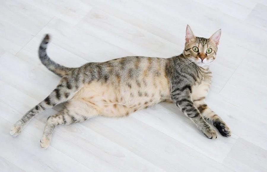 Kedilerin Hamileliği Ortalama Ne Kadar Sürer?