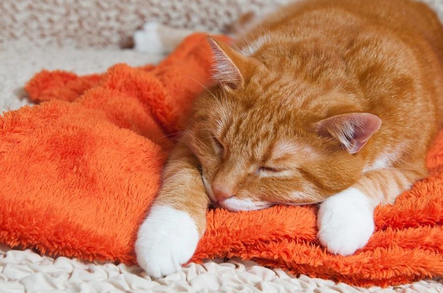 Kedilerin Hasta Olduğunu Anlamak İçin Yapılacaklar Nelerdir?