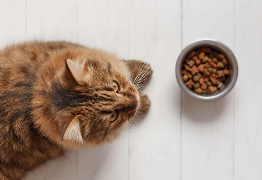 Kedilerin Kilo Alması İçin Ne Yapılmalı?