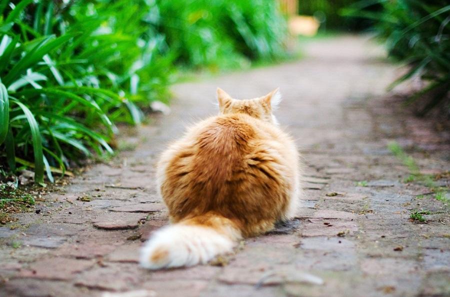 Kedilerin Kuyruğu Ne İşe Yarar?