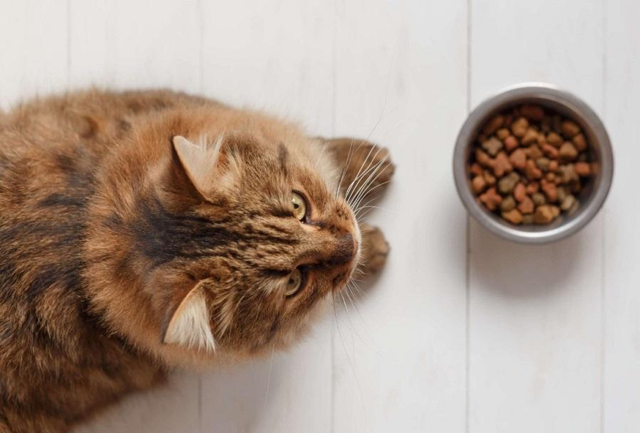 Kedim Az Yemek Yiyor, Neden?