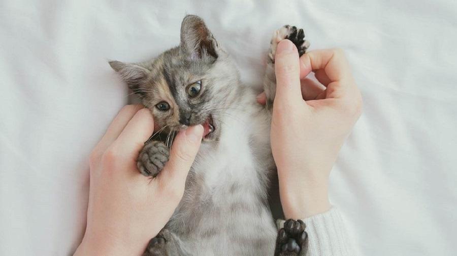 Kedim Çok Vahşi, Ne Yapmalıyım?